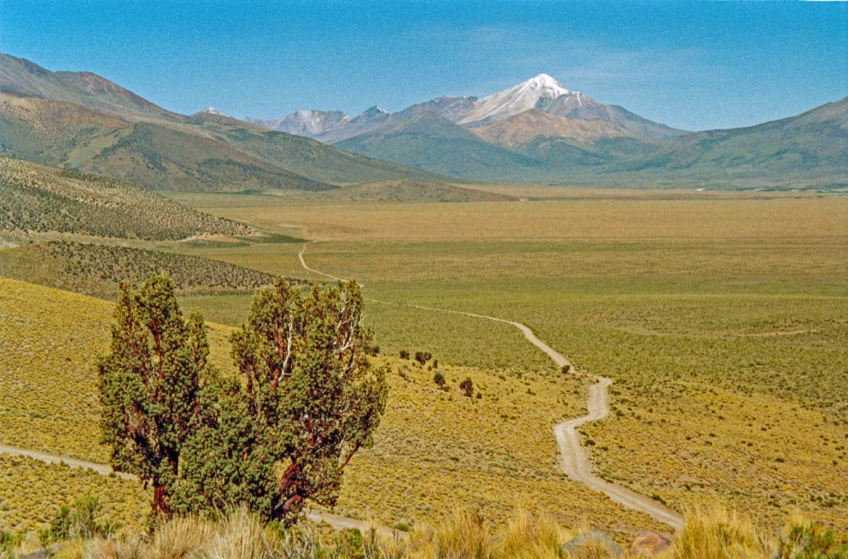 Queñoa - the Andean version of the Bristlecone pine