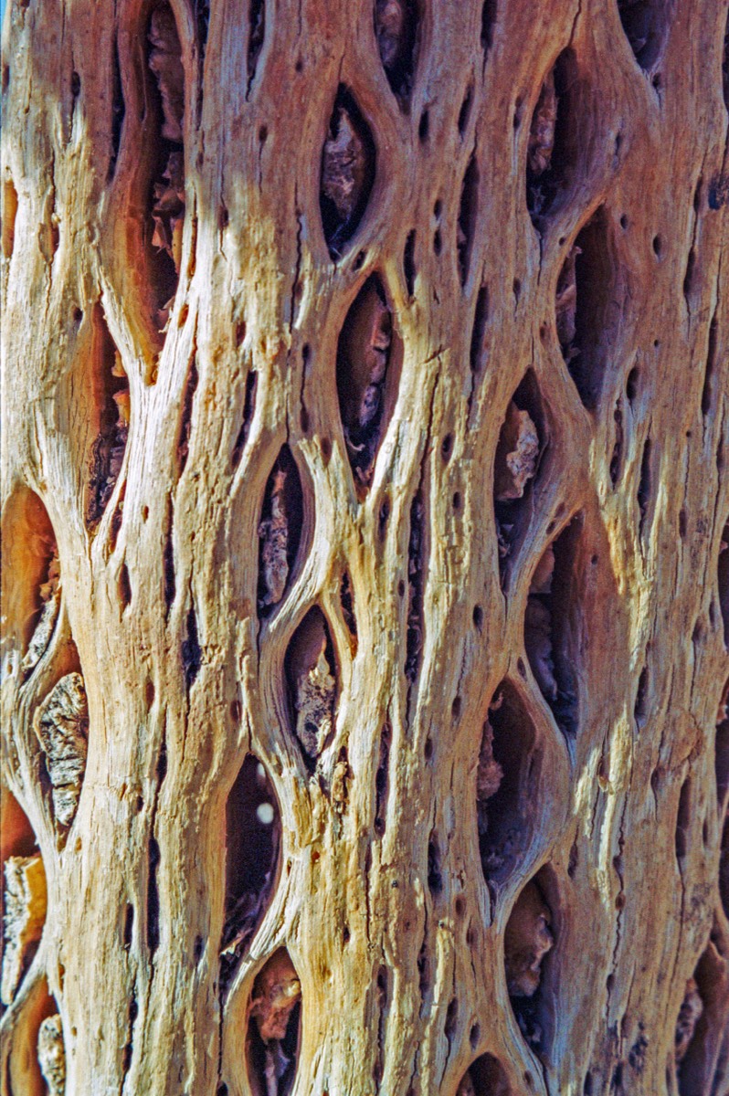 Cactus remnant used for construction
