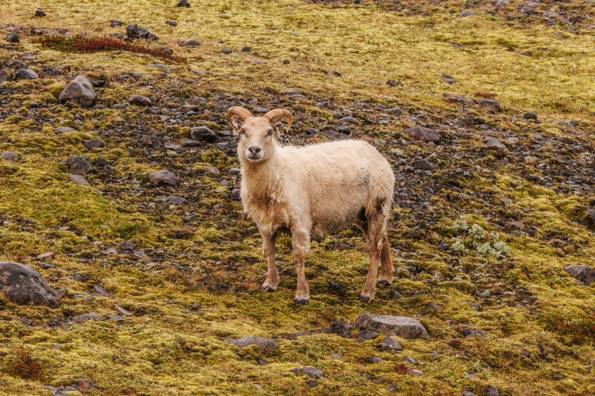 One of the few million sheep in Iceland