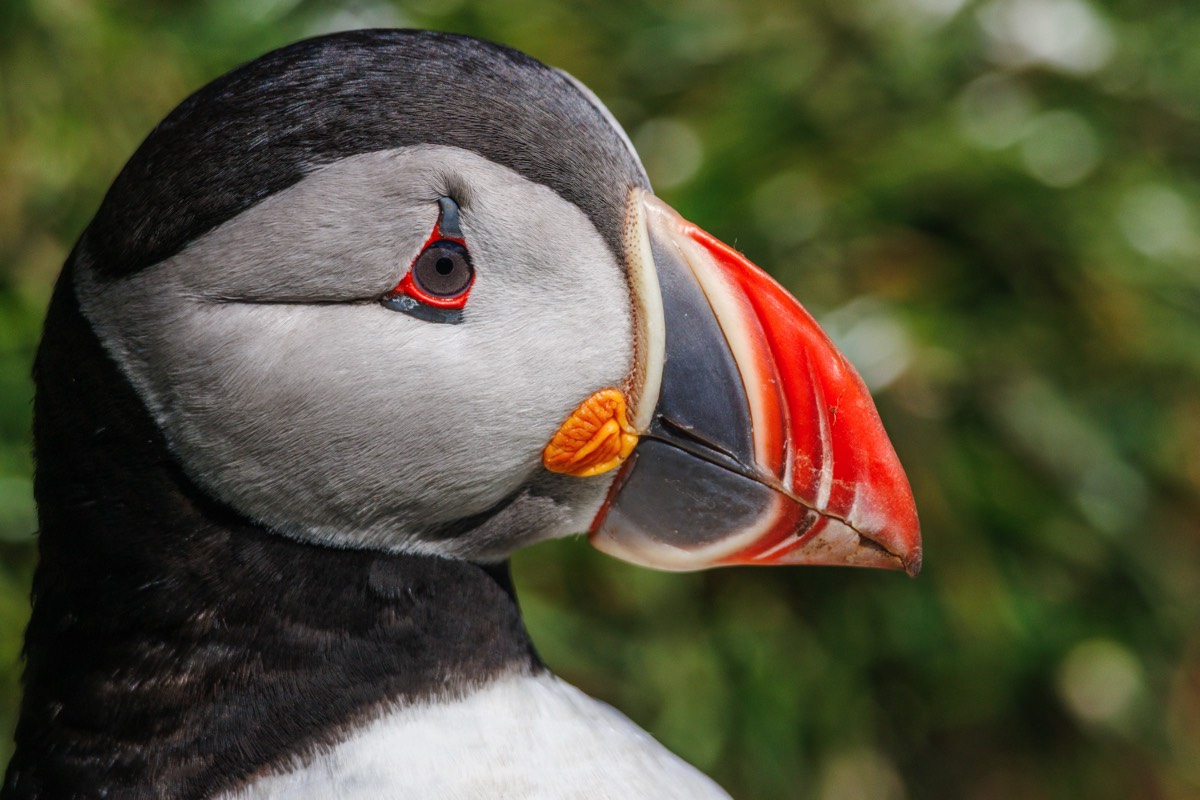 Puffin Portrait
