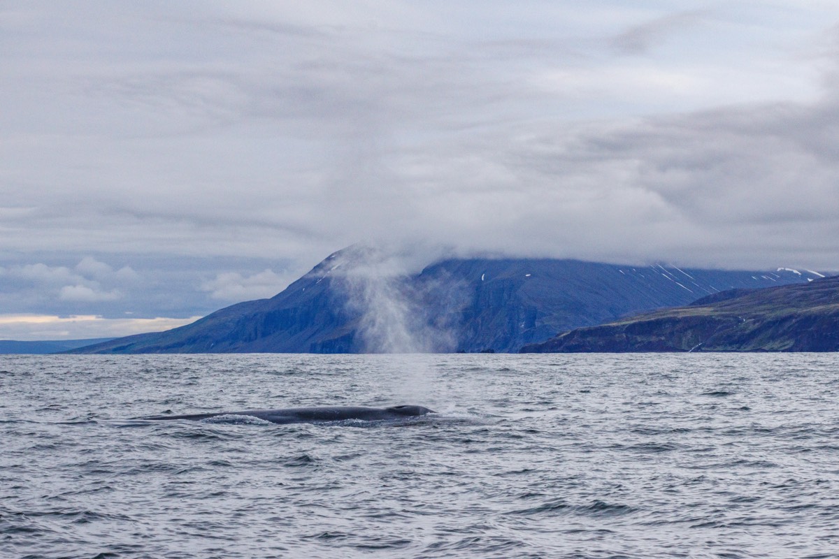 Blue whale