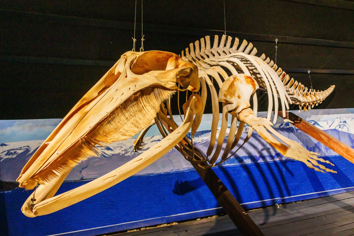 Whale remnant at Husavik museum
