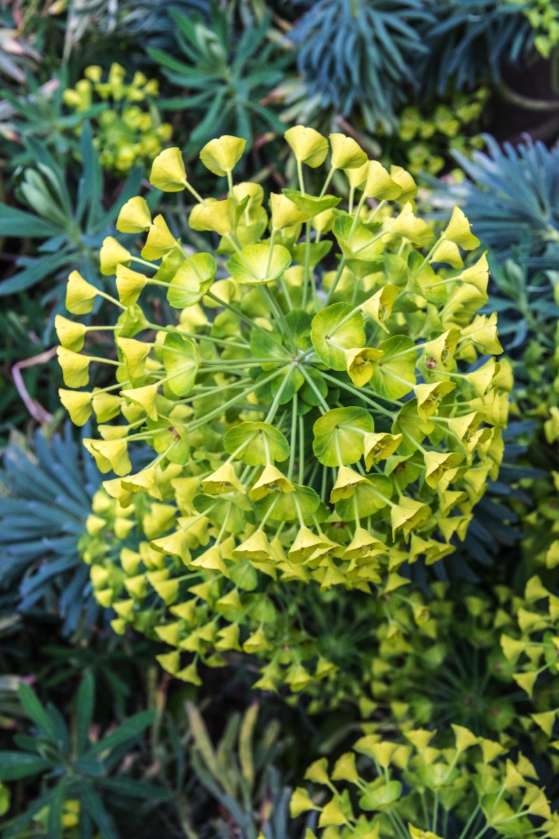 Trumpets (Cypress spurge?)