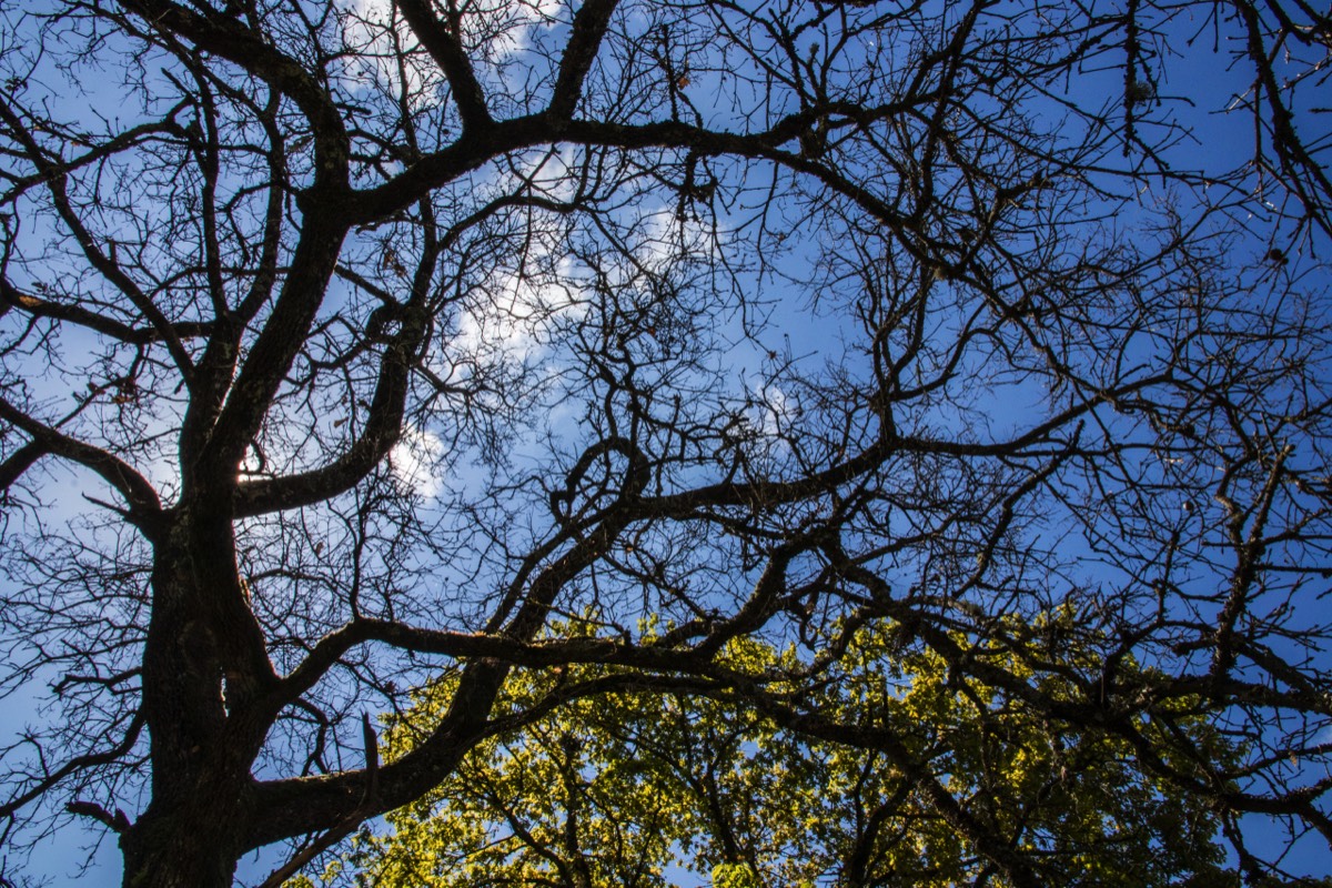 Beautiful tree near Portonaccio Temple