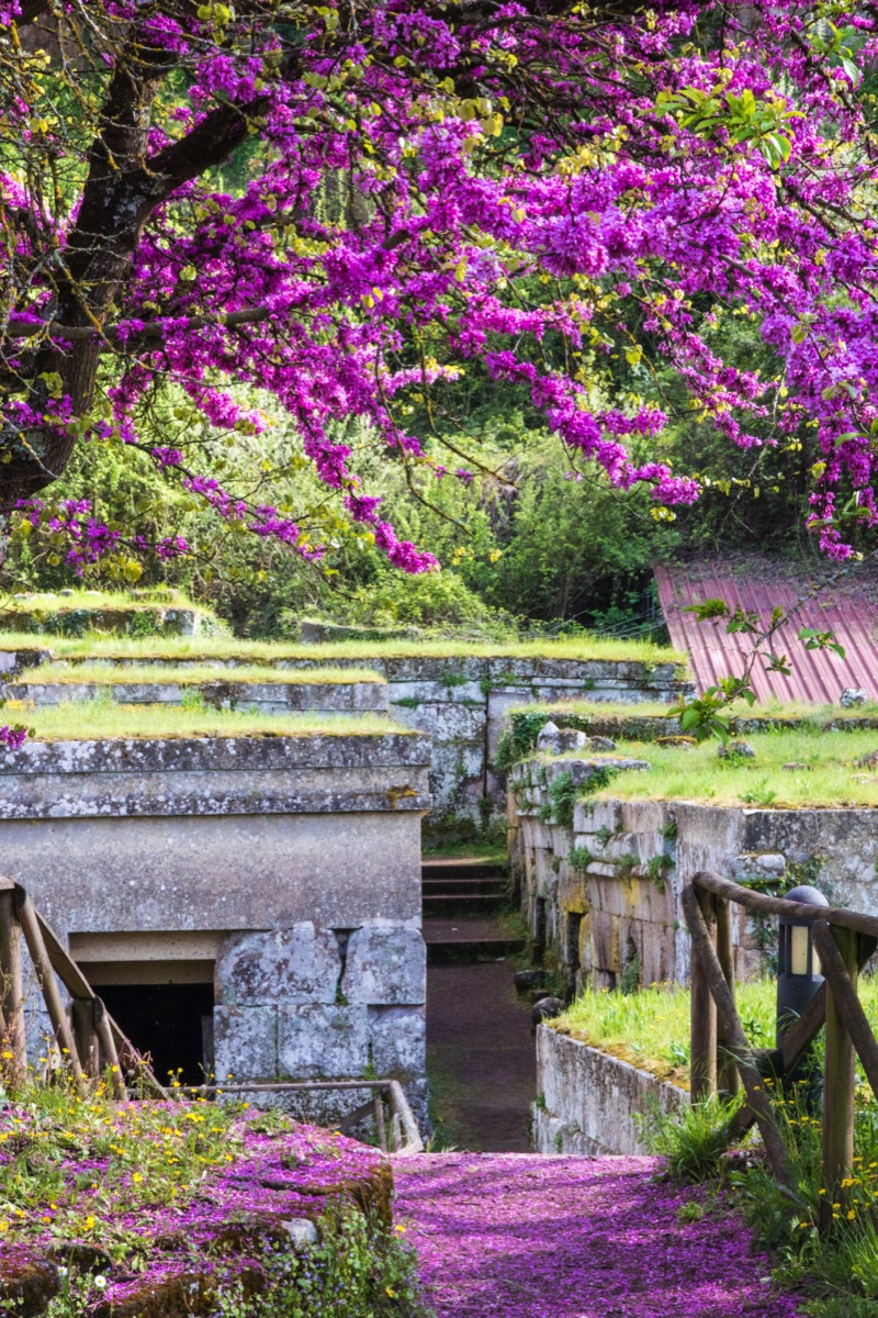 Purple spring blooms