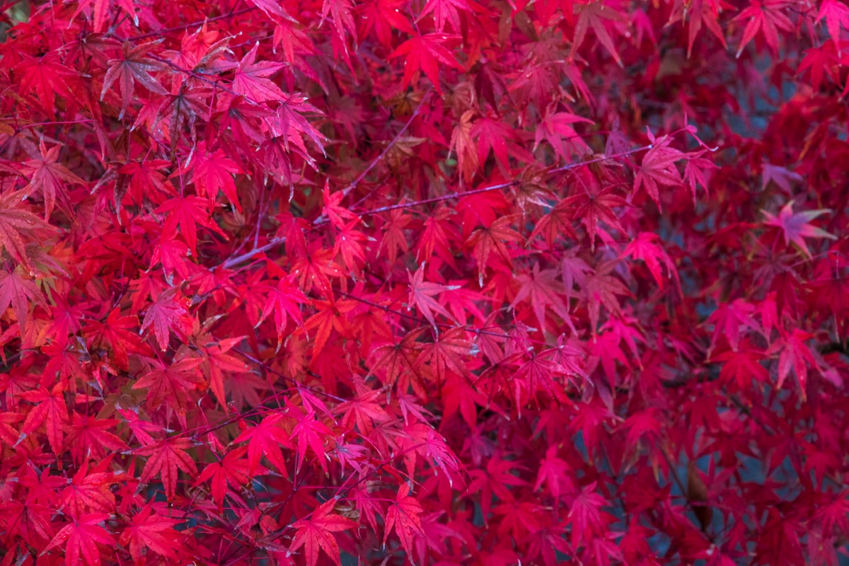 Red is the colour of autumn