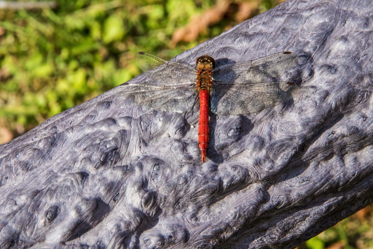 Dragon! Fly!