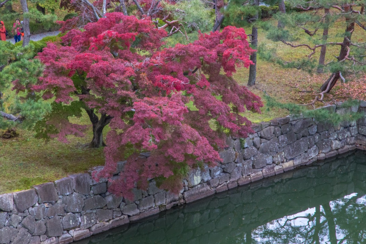 Red autumn leaves