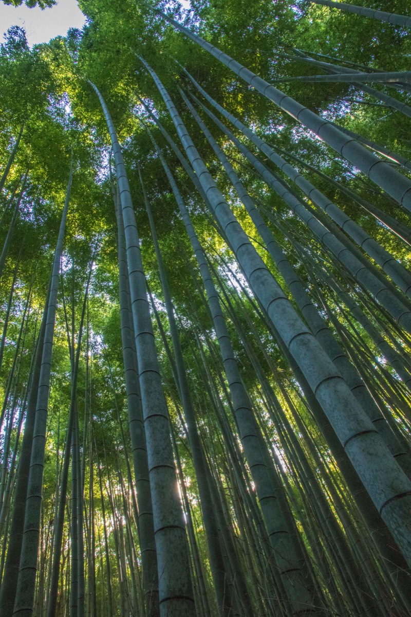 Arashiyama bamboo groove
