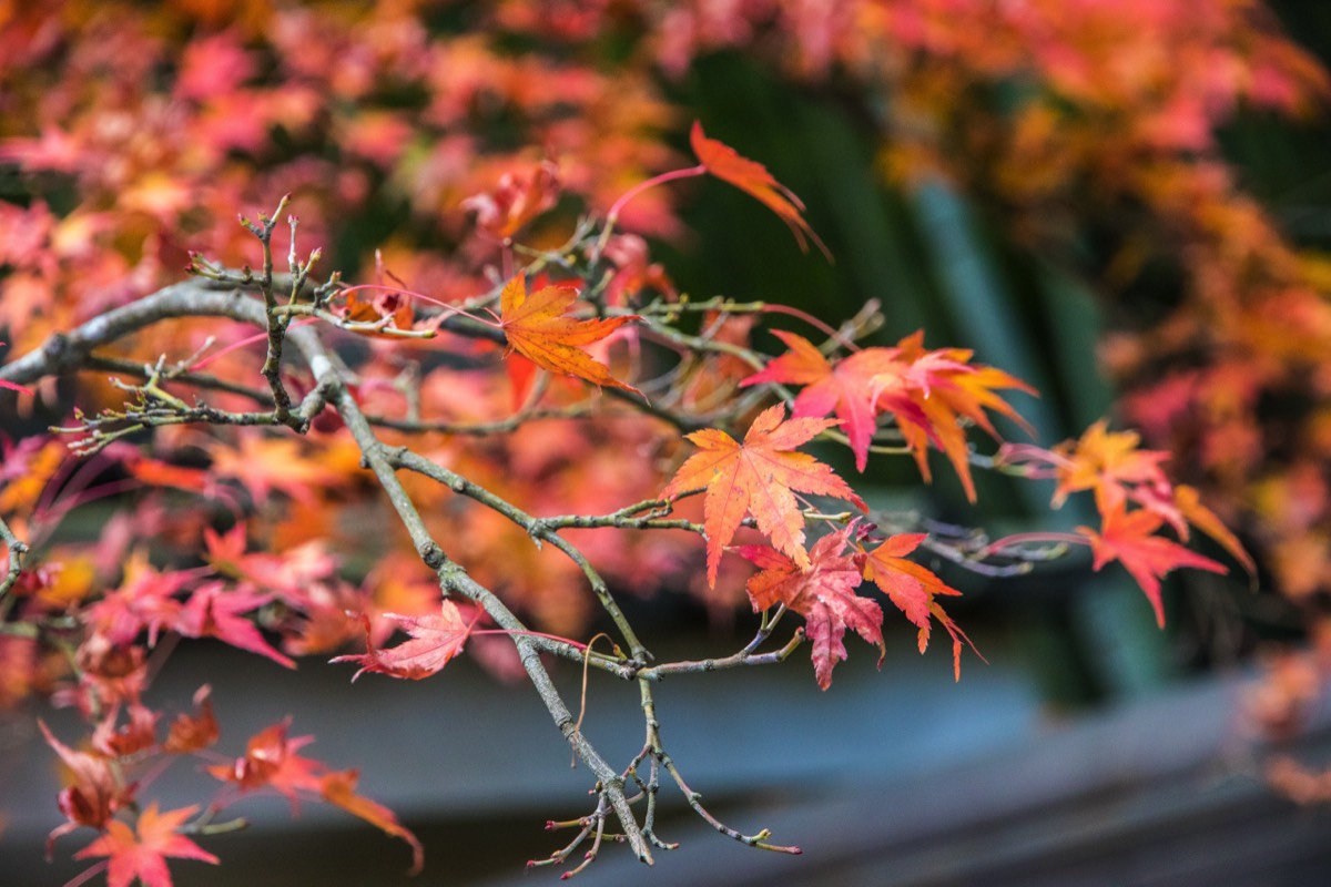 Autumn has wonderful colours