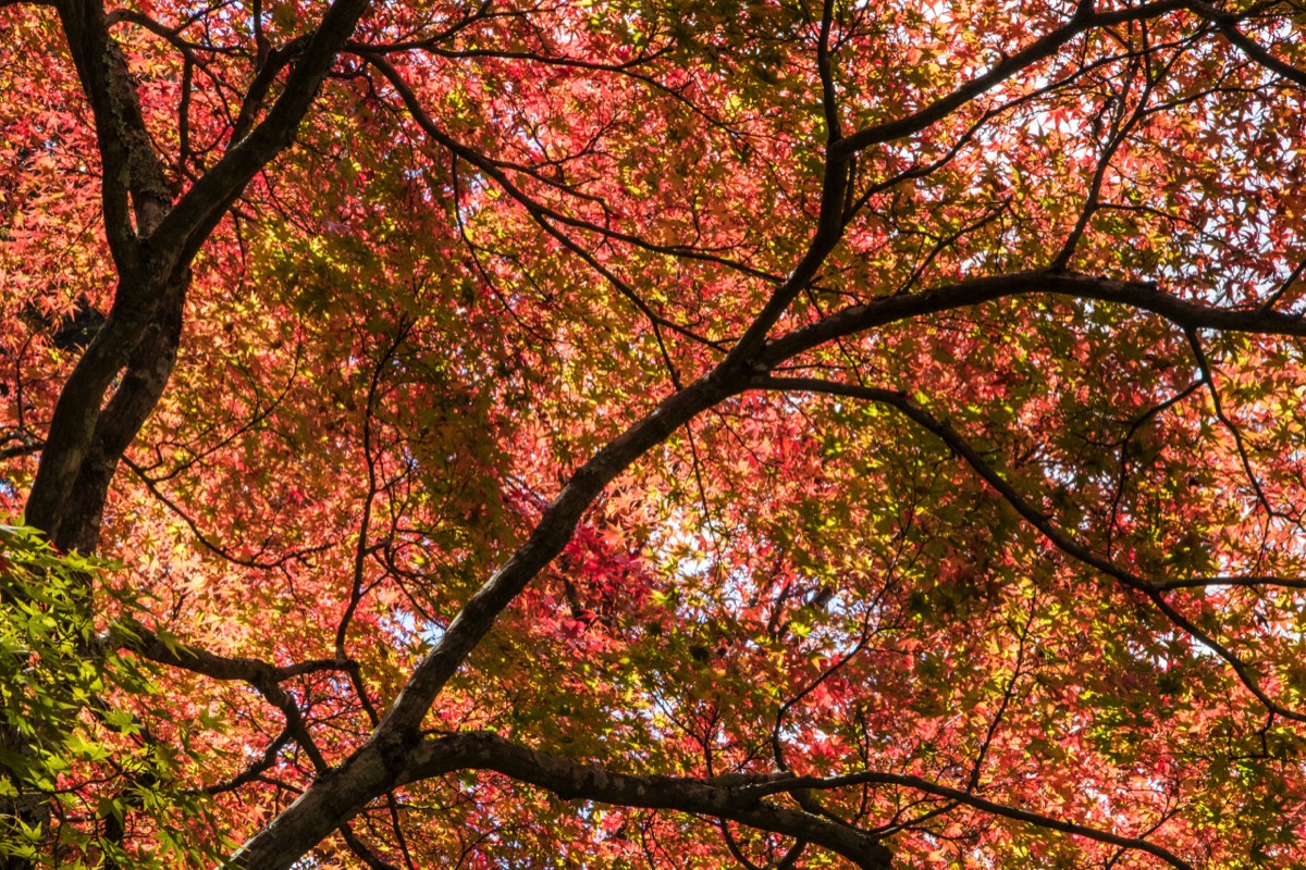 Autumn colours at Tenryuji Temple