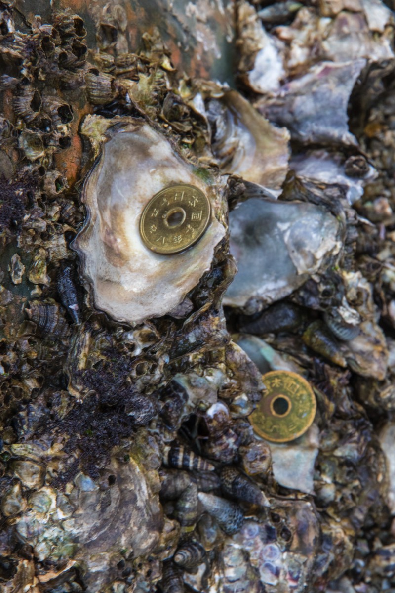 Oysters and sacrified money at the foot of the torii