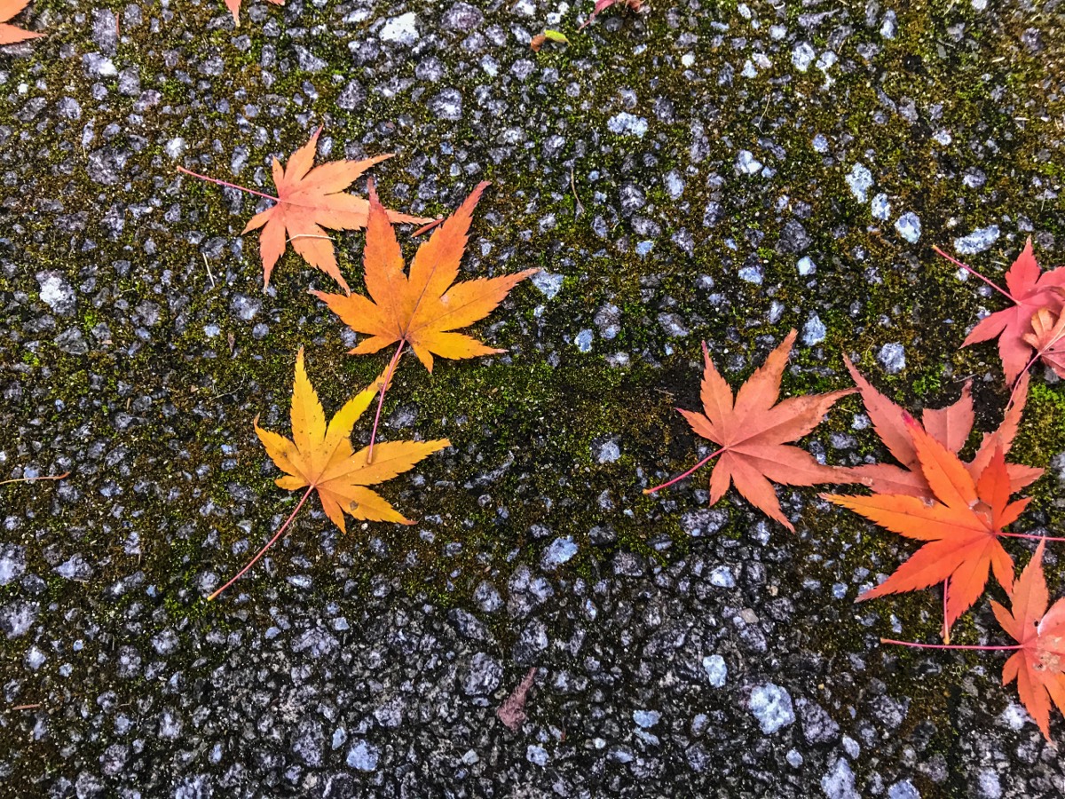 Leaves, moss and stone