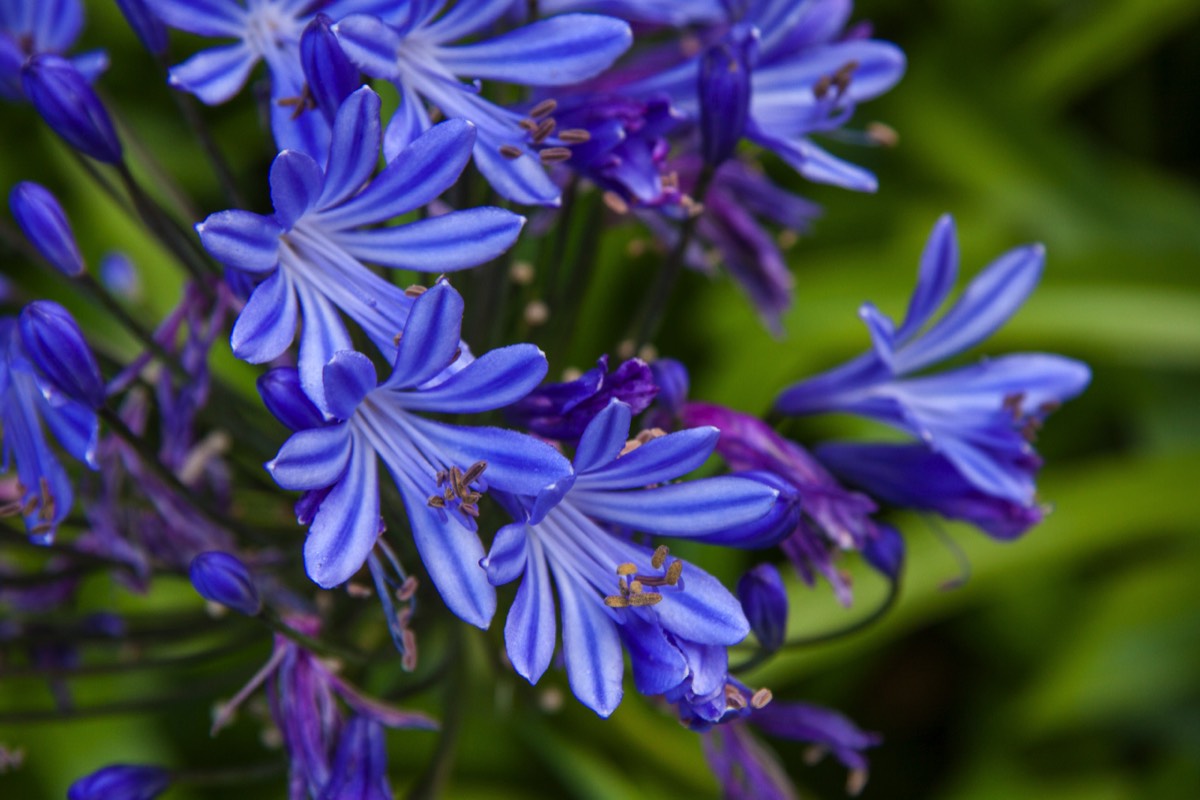 African lily (Agapanthus africanus)