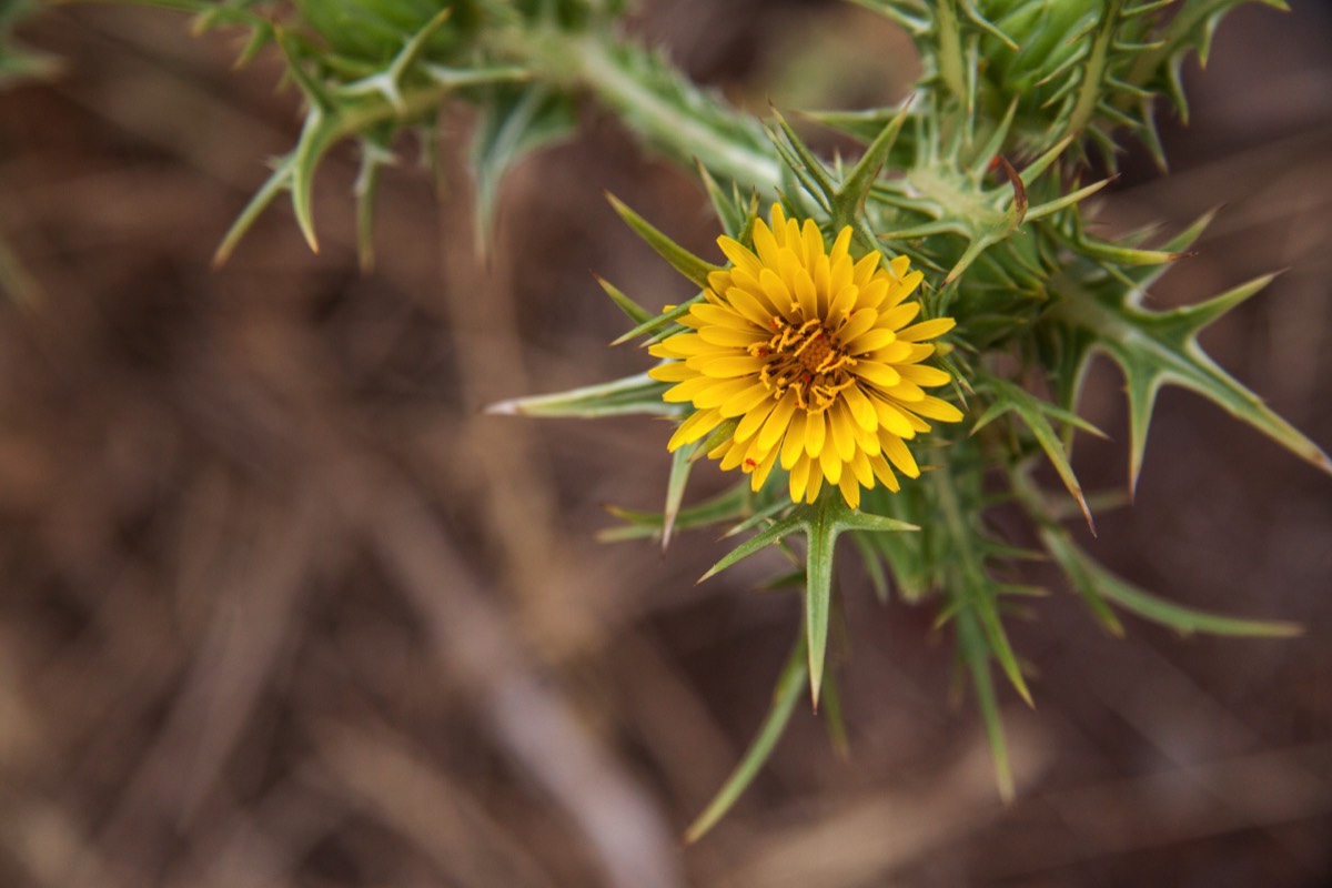 Yellow prickly flower