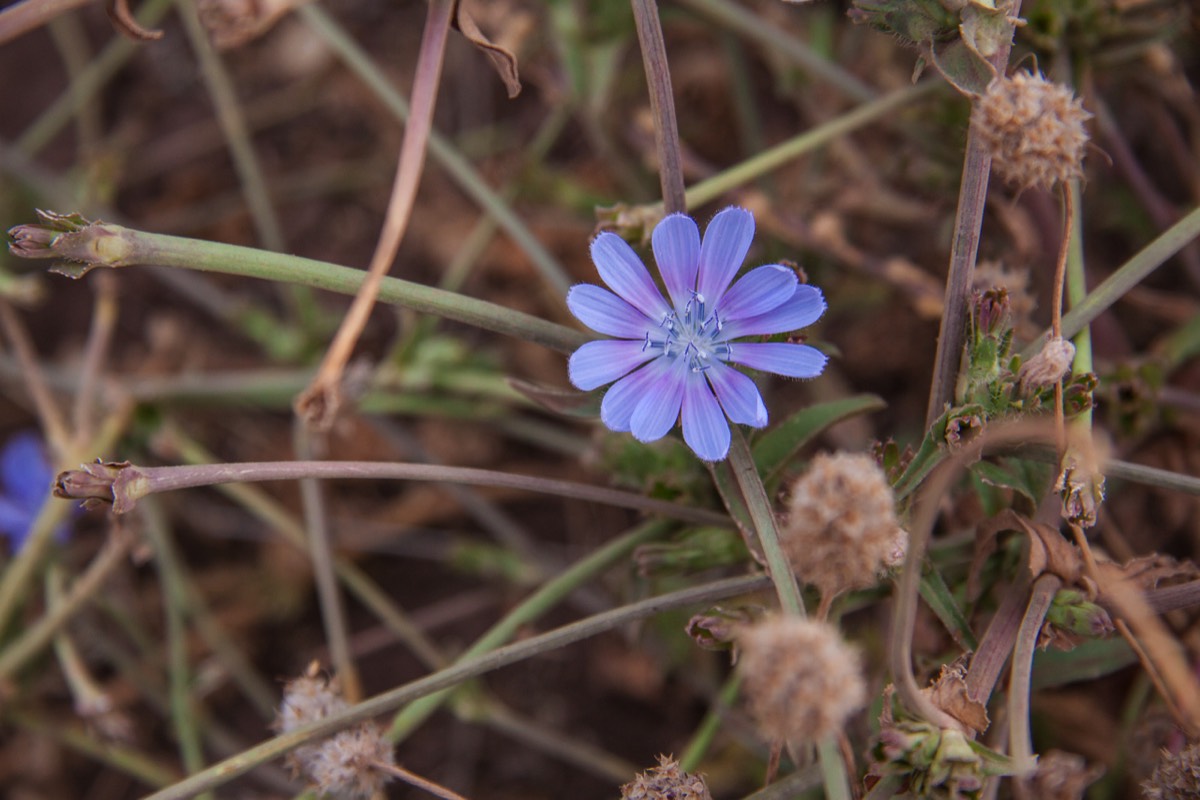 Purple flower