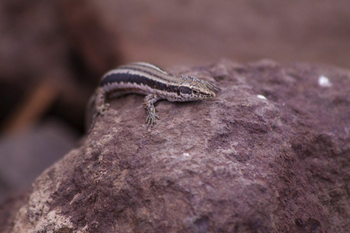 Lizard, to be seen by the dozens