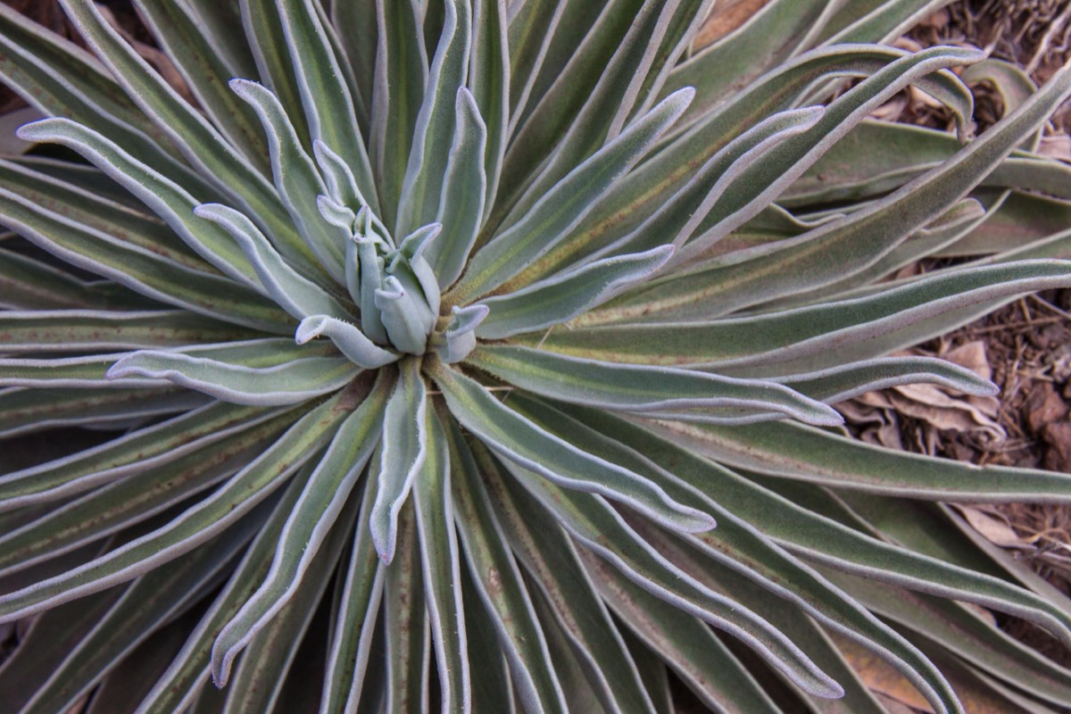 Desert plant