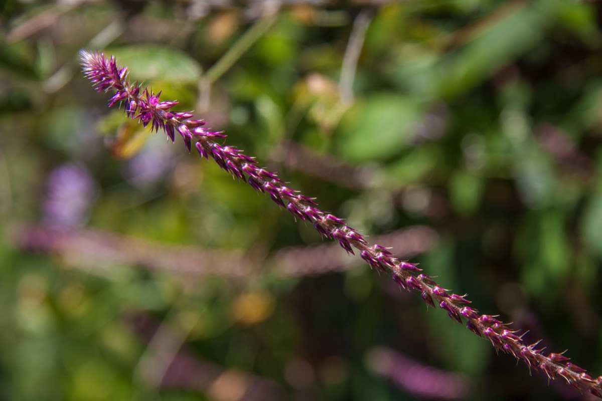 Small flowers