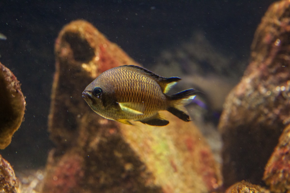 Tiny, nice aquarium in Porto Moniz