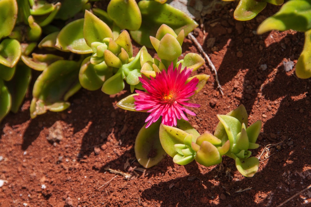 Aptenia cordifolia