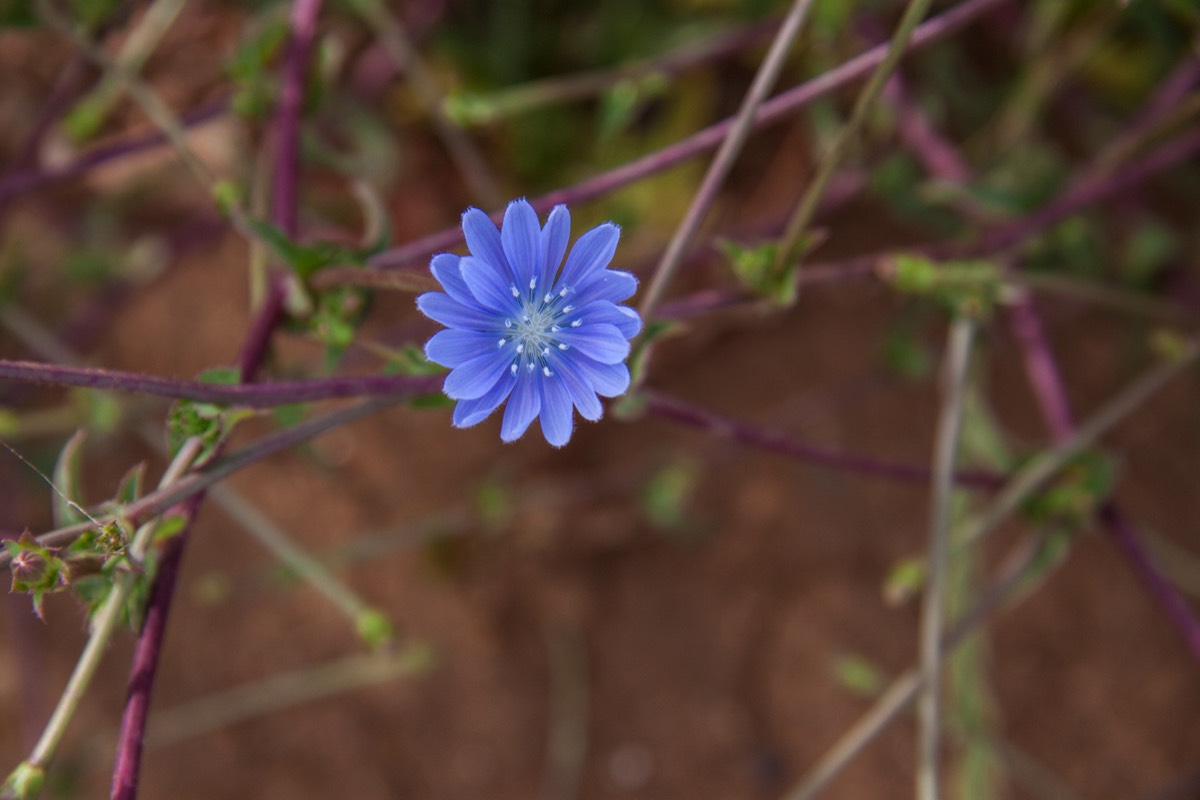 Another purple flower!