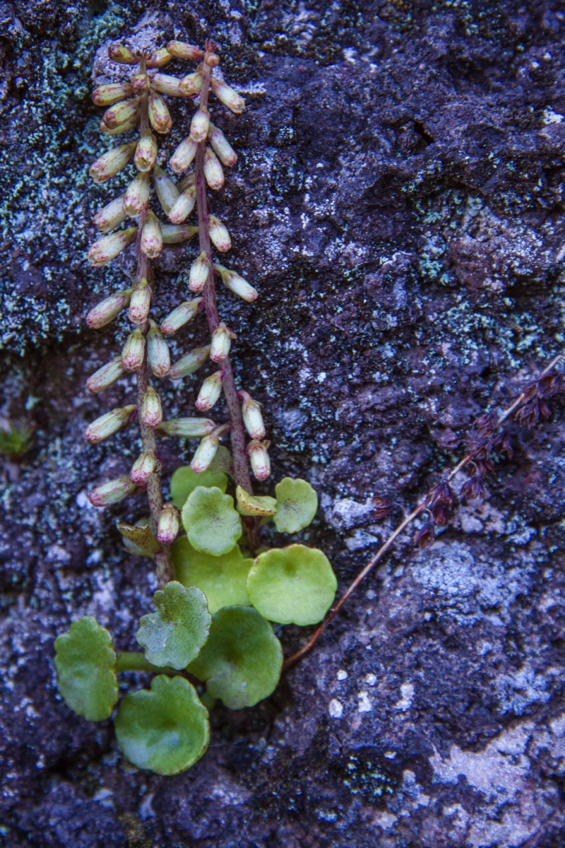 Plant tenaciously holding on to rock