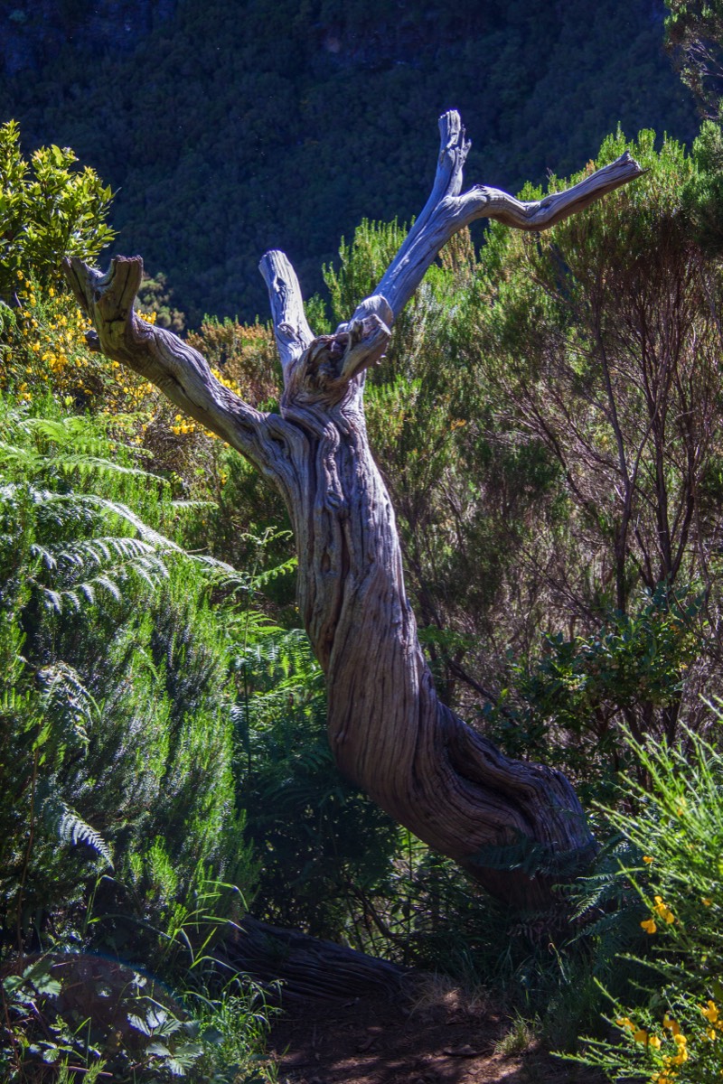 Dead tree