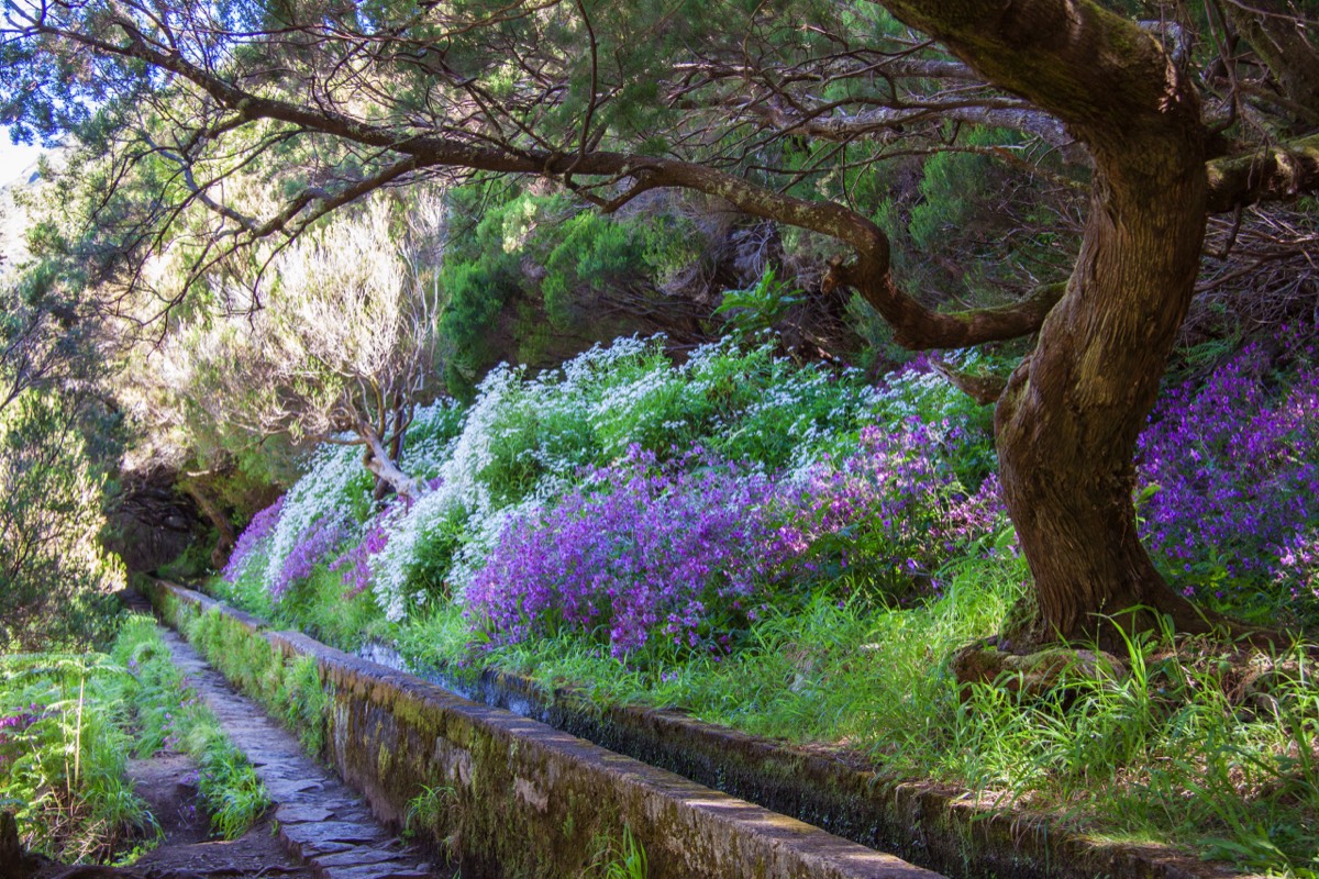 Luscious blooms