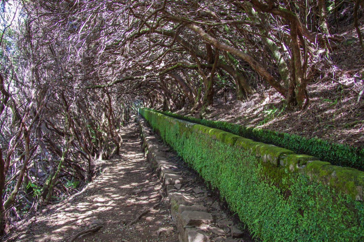 Tree- and lichen-covered Levada 25 Fontes