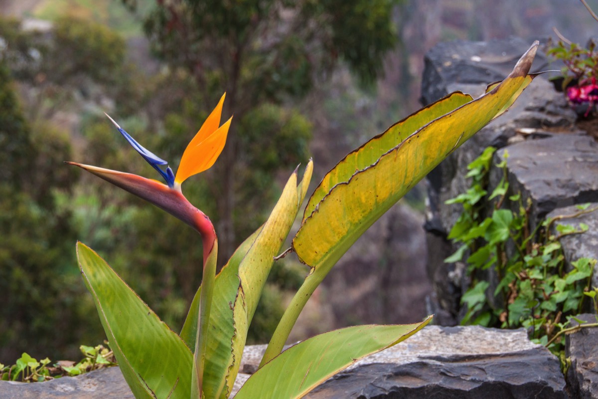 Paradise flower (Strelitzia reginae)