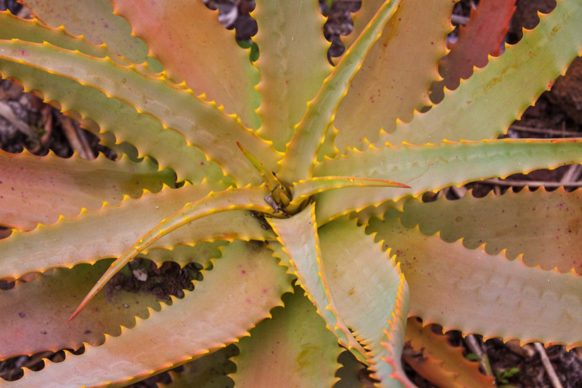 Kind of agave?
