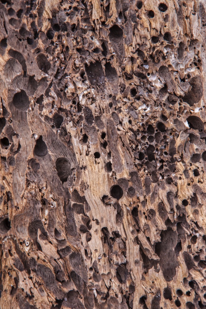 Pumice wood...