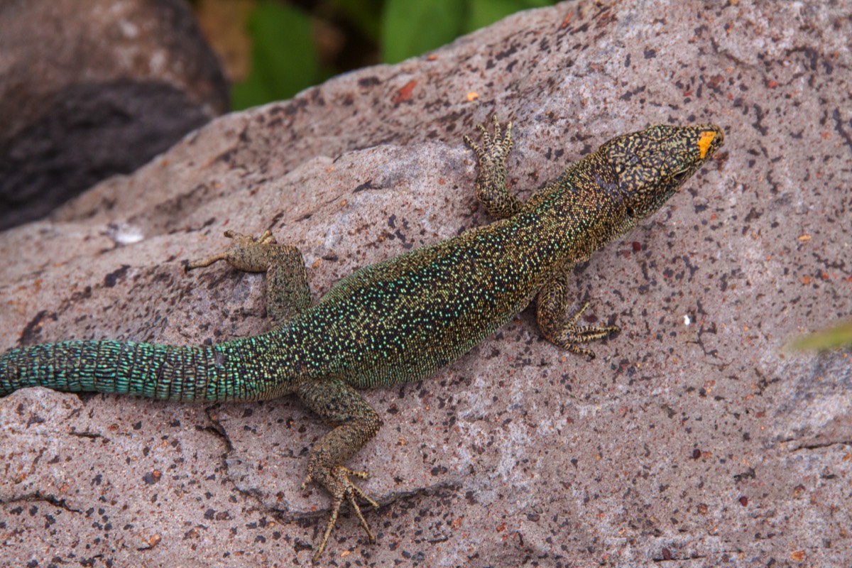 Colourful lizard