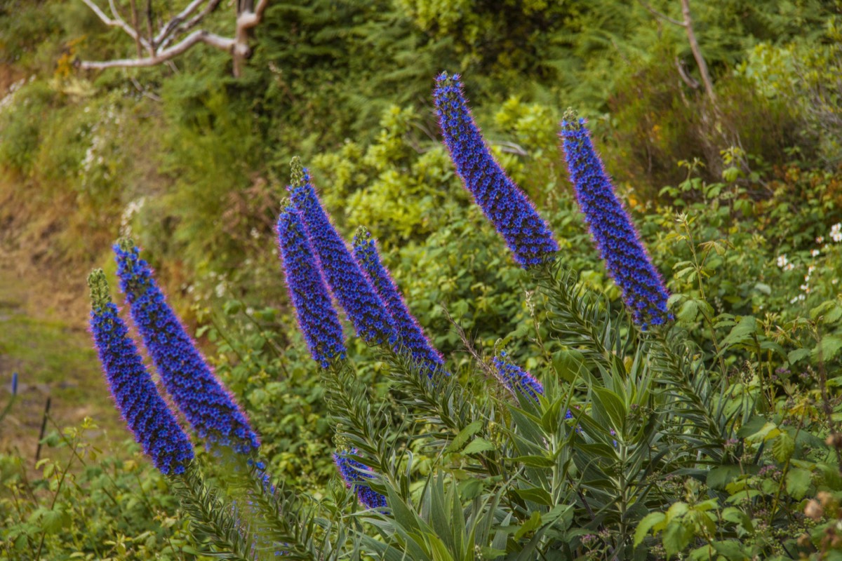 Pride of Madeira (Echium candicans)