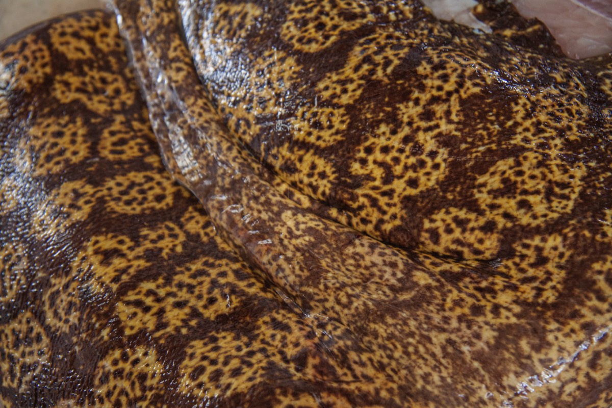 Colourful fish (Marbled electric ray (Torpedo mamorata))?