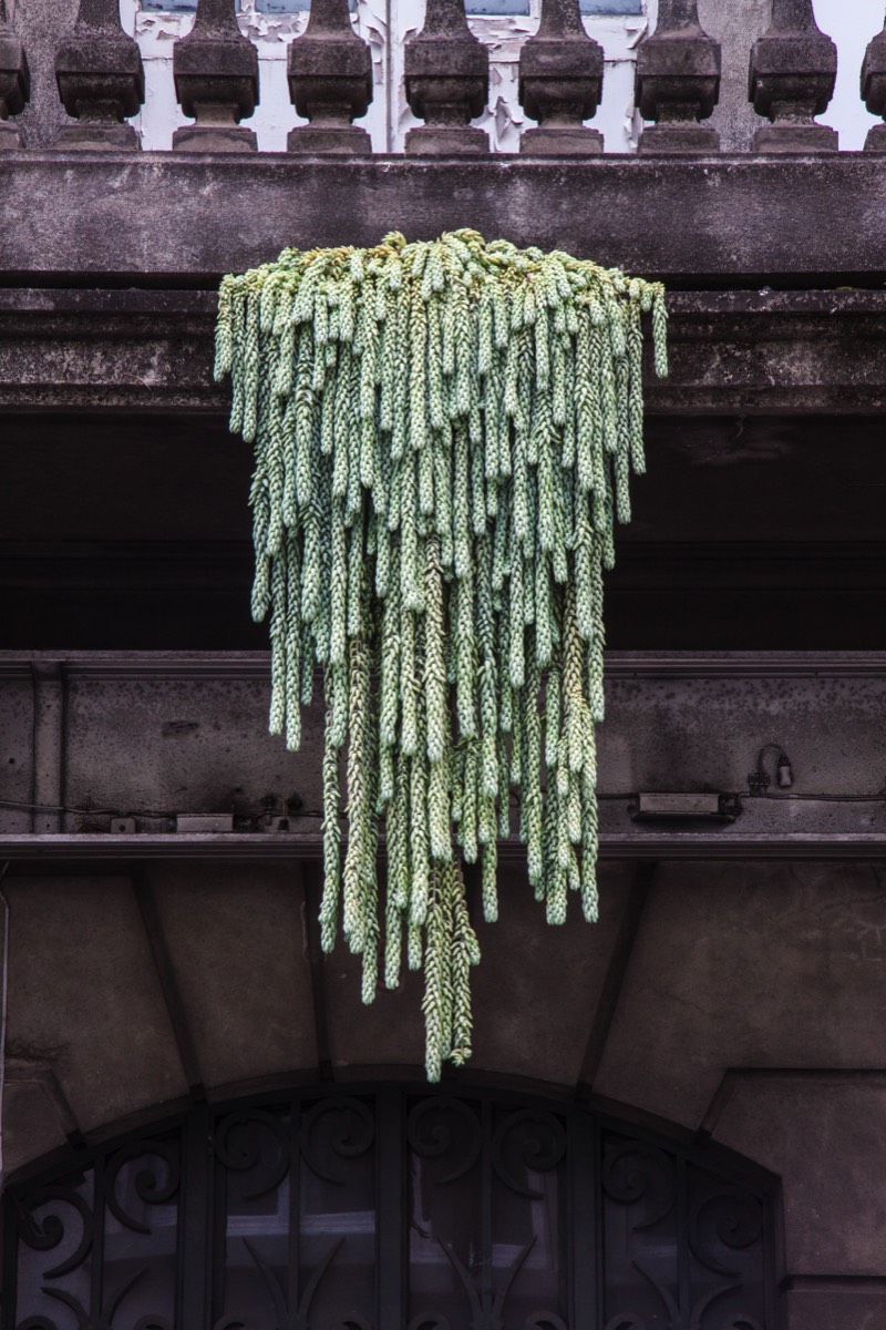 Hanging growth on building