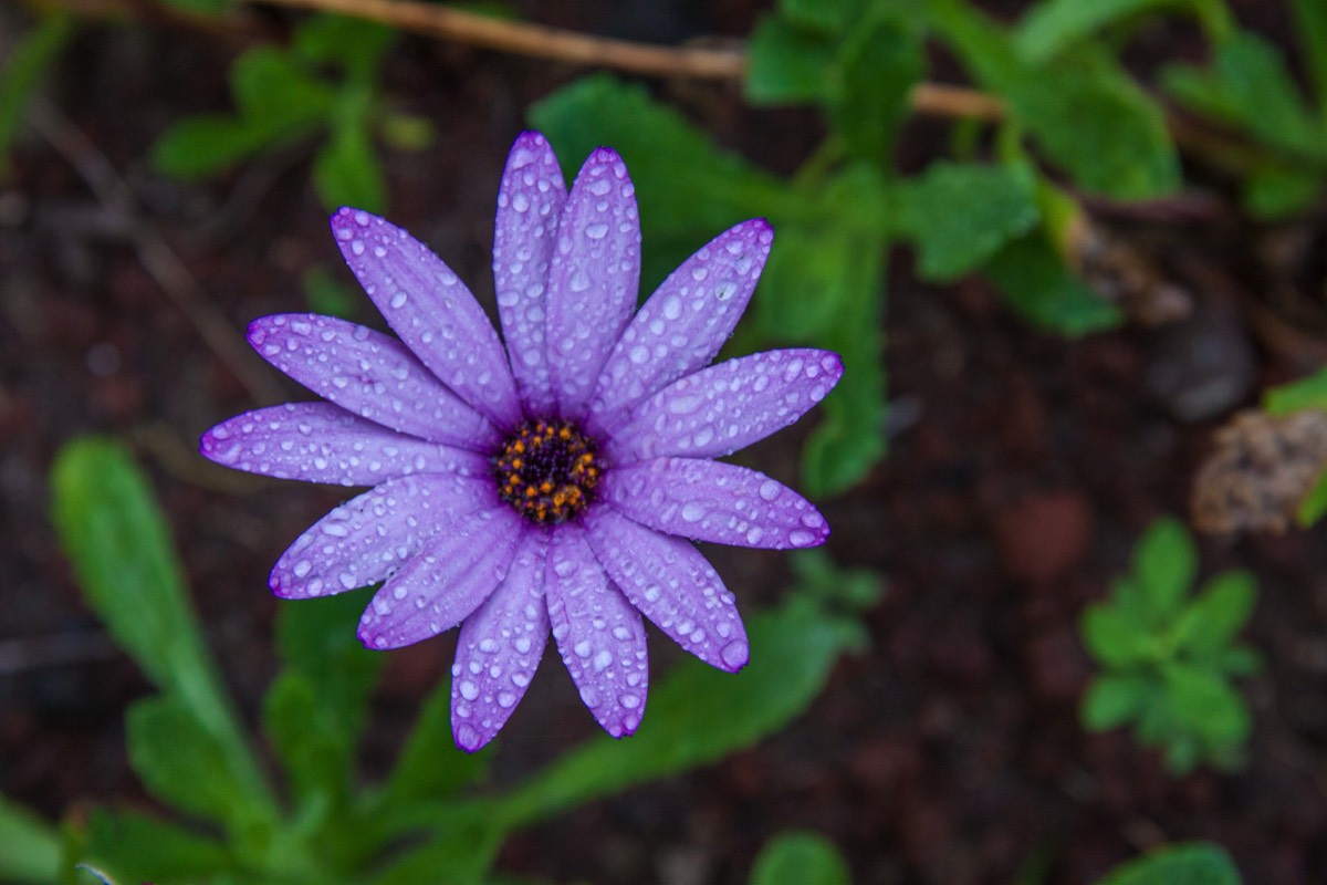 Osteospermum