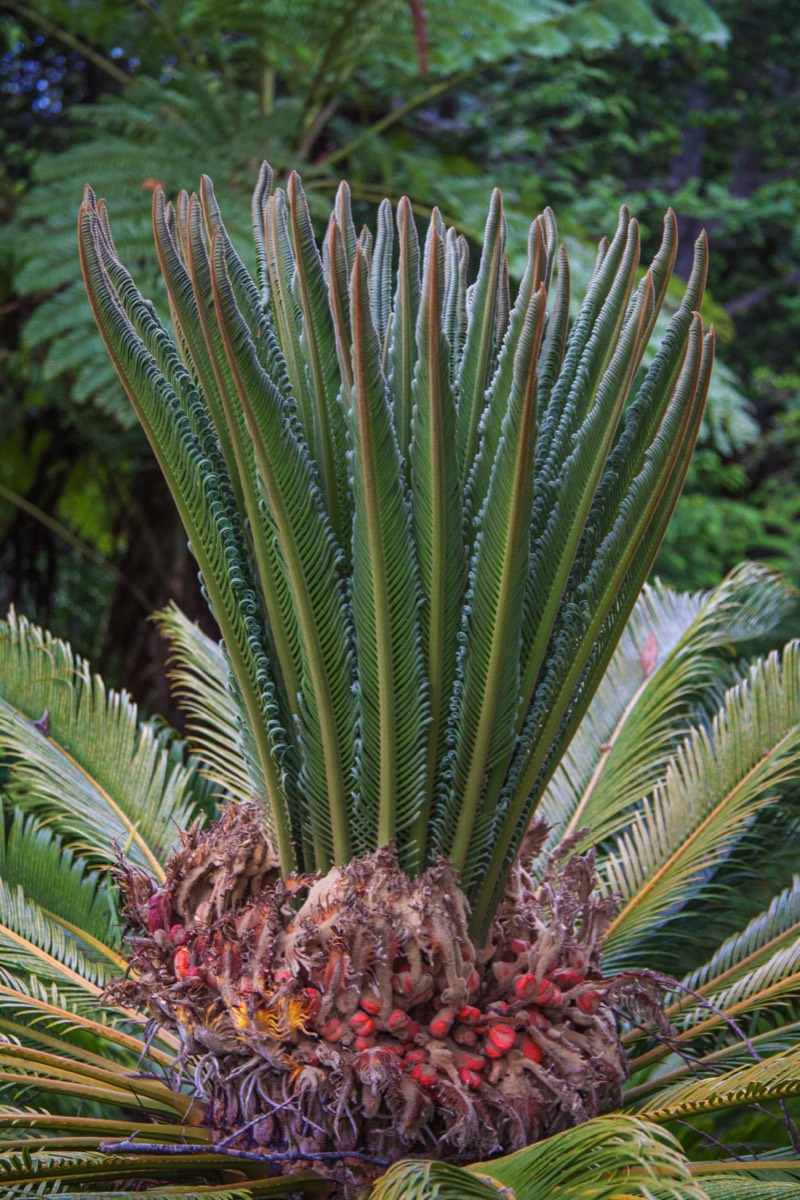 Monte Palace Tropical Garden