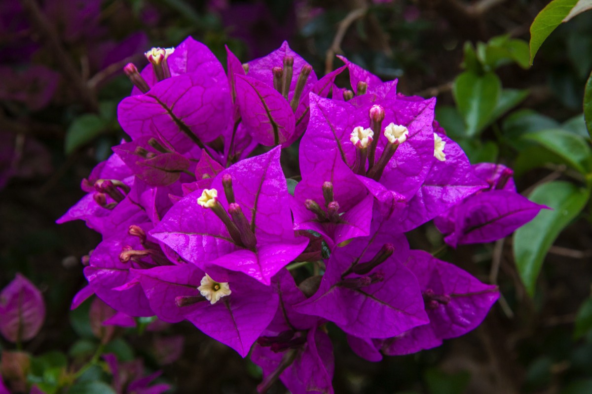 Bougainvillea