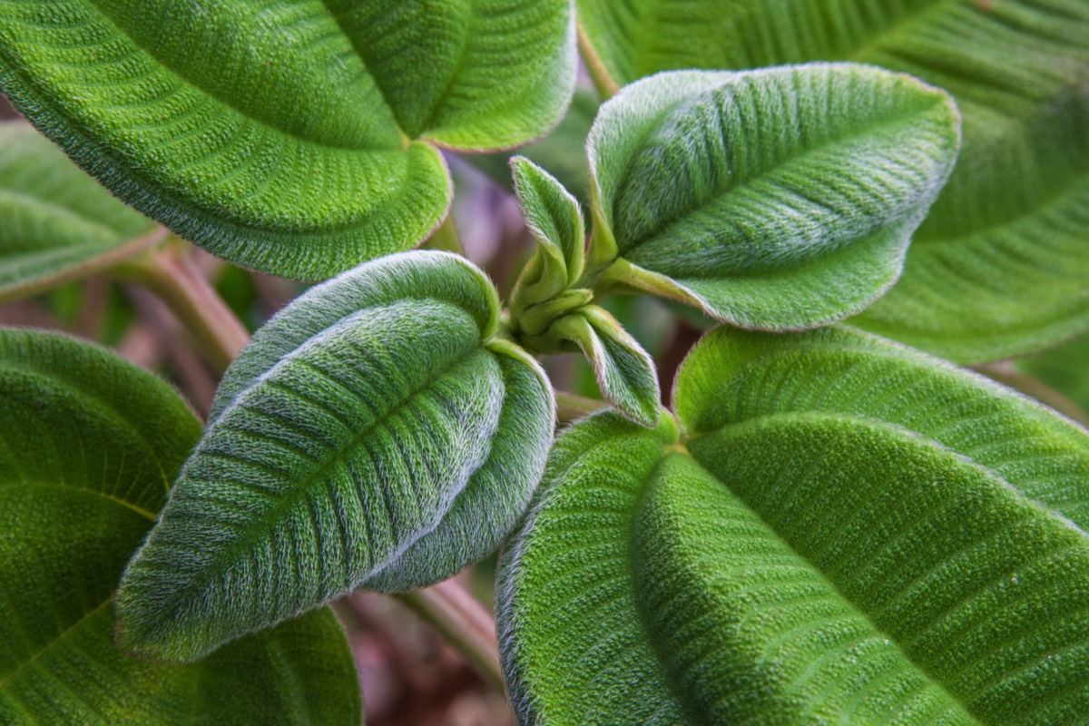 Velvety plant