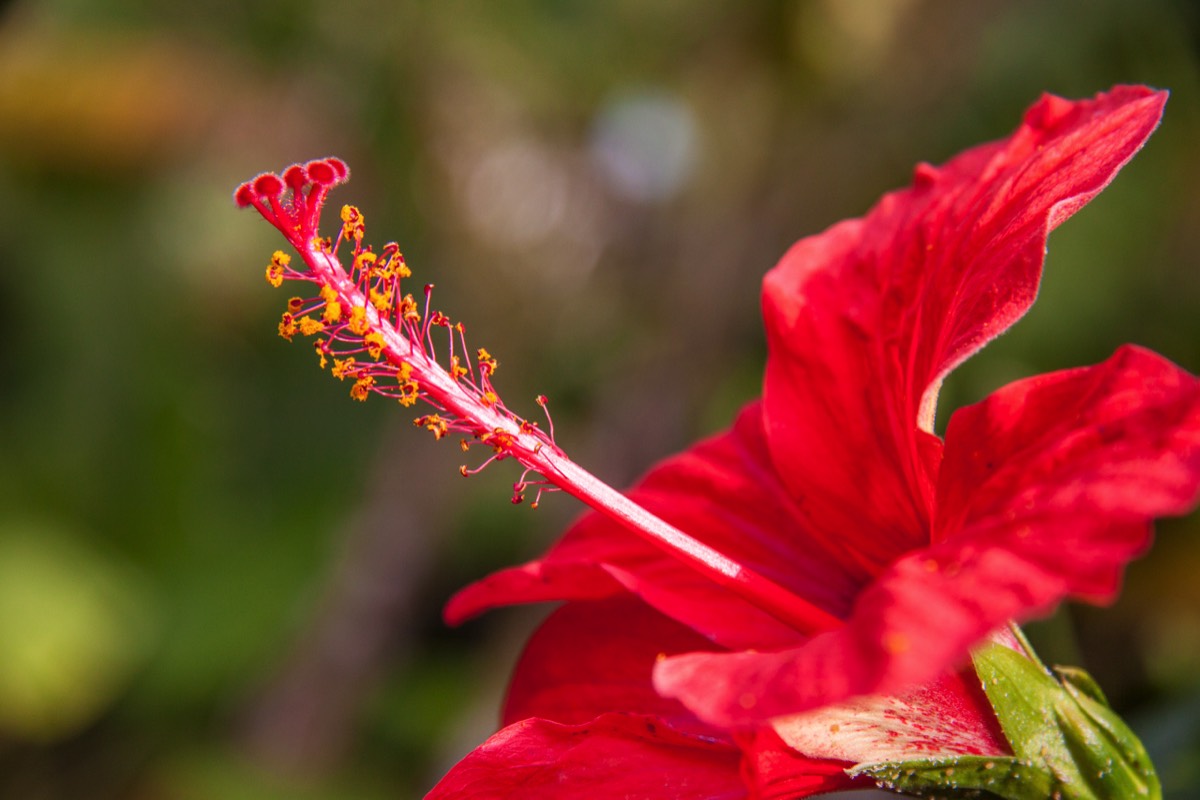 Hibiscus