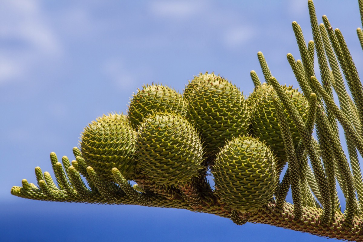 Floral growth on spiky tree