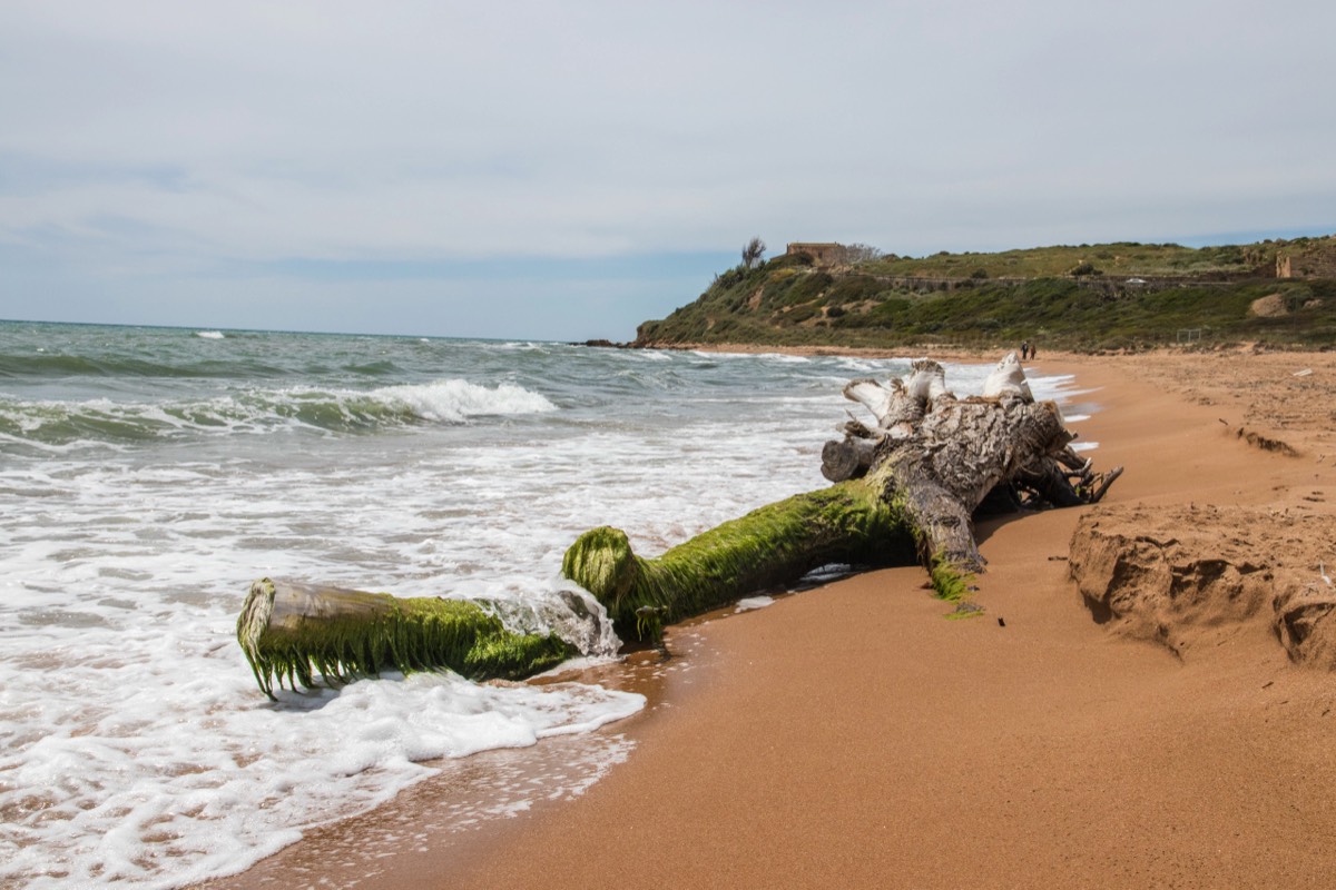 Driftwood with Temple Ruins in the Background