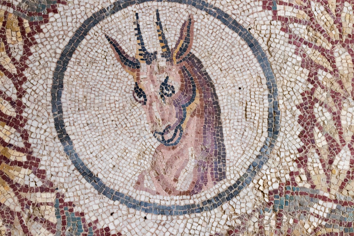 Goat or antilope?