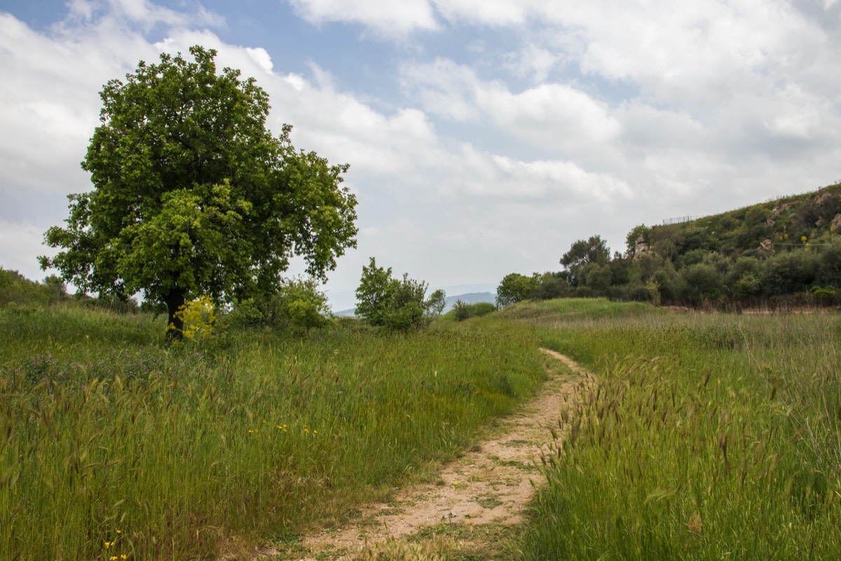 Morgantina - wonderful spring growths