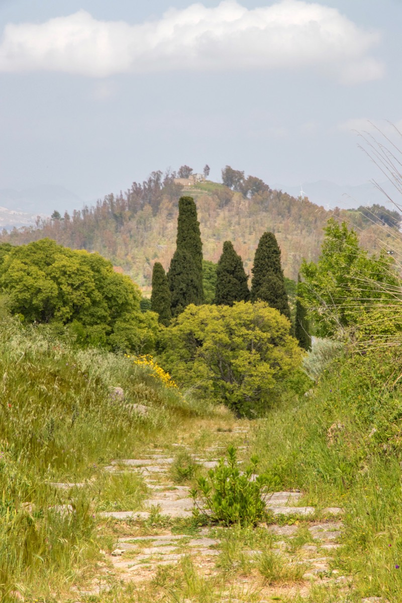 Overgrown ancient road