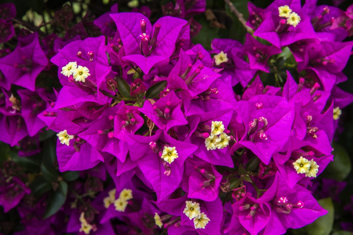 Bougainvillea