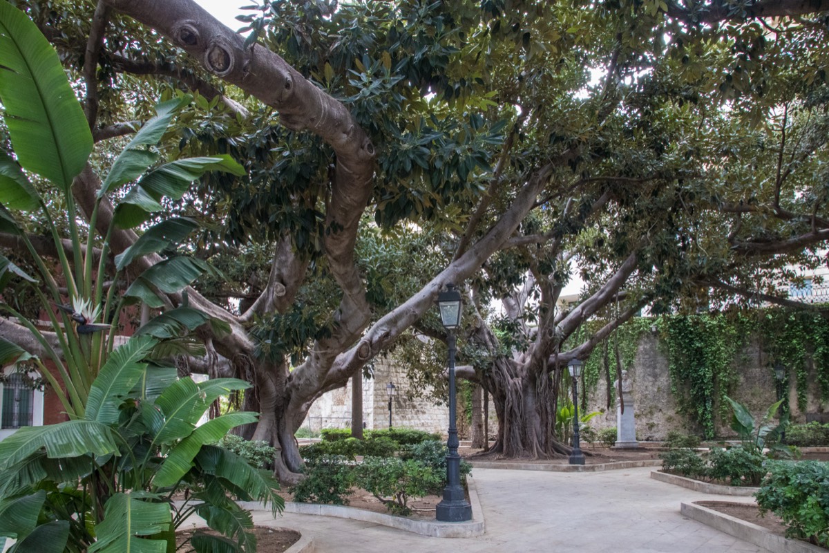 Banyan trees