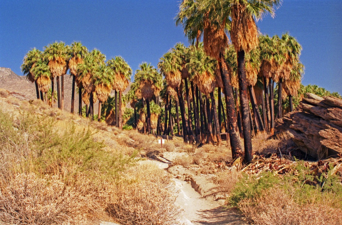 Murray Canyon walk